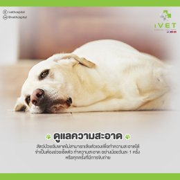 5 วิธีดูแลสัตว์ป่วยอัมพาต